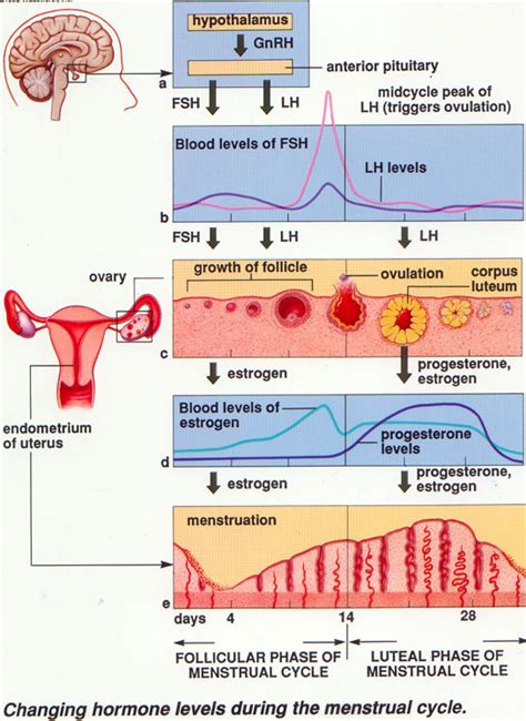 Hormonal Regulation Of Ovulation And Menstruation In Women Online Science Notes