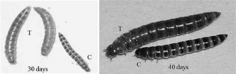 Relative Size Of First Instar Lesser Mealworms After 30 And 40 D Download Scientific Diagram