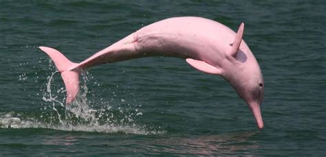 1450 main street s, dauphin, mb r7n 3h4. Pinky, le dauphin rose - Gaïasphère