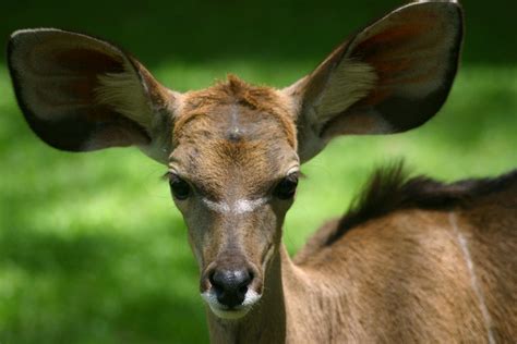 What Big Ears You Havewoah Animals African Animals Mammals