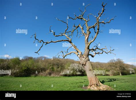 Oxfordshire Uk A Dead Elm Tree Stock Photo Alamy