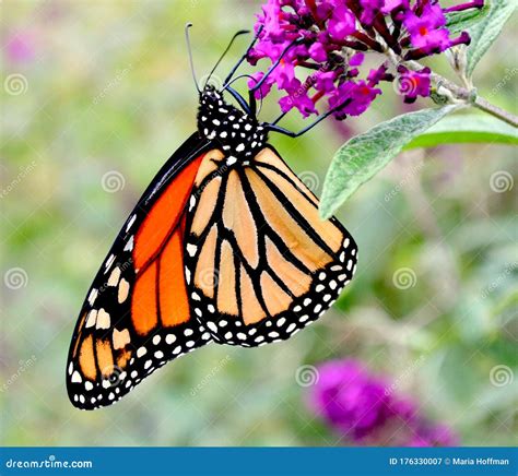 Beautiful Monarch Butterfly Feeding On Purple Butterfly Bush Stock