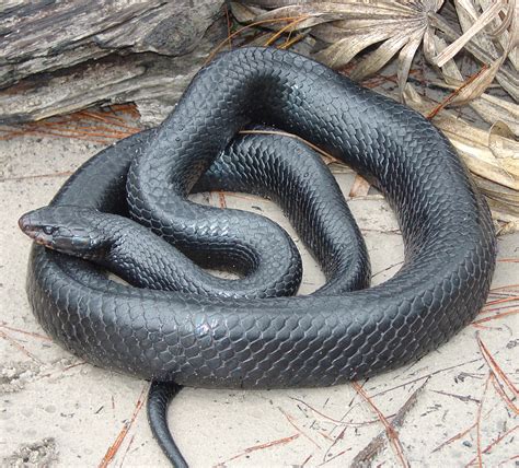 Collaboration Between Uf Conservation Group Helps Indigo Snake The