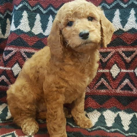 To minimize the recessive and dominate diseases, when available breeders need to run tests based on looking at. Goldendoodle Puppies For Sale | Wausau, WI #255014