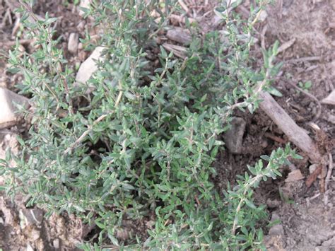 Stargazer perennials does not grow using any genetically modified organisms. Growing herbs in your vegetable garden - Halcyon Acres