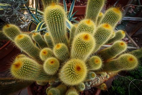 Wallpaper Cactus Plants Cacti Landscape Perspective Wideangle
