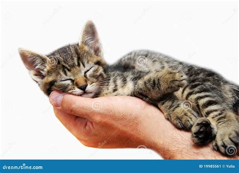 Kitty Sleeping In Arms Stock Image Image Of Carry Little 19985561
