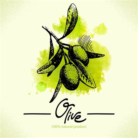 Hand Drawn Olive Illustration With Watercolor Stock Vector