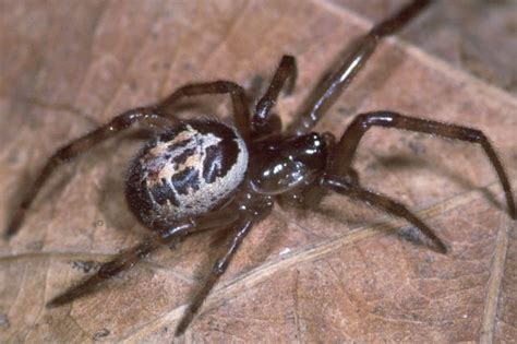 False Widow Alert Millions Of Killer Spiders On Loose Across Uk