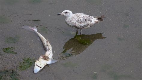 Juvenile Herring Gull Eating Shark Dogfish Newlyn