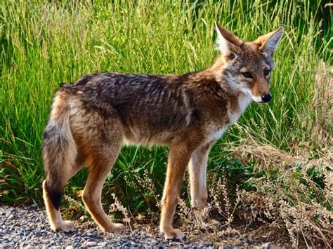 Urban Coyotes Spotted In Eastern Texas The Critter Squad Texas