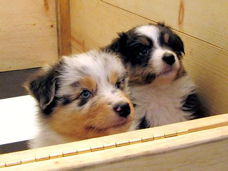 Australian shepherd deckrüde blue merle *red factored*. Blue Merle Australian Shepherd Puppies « Cute and Funny ...