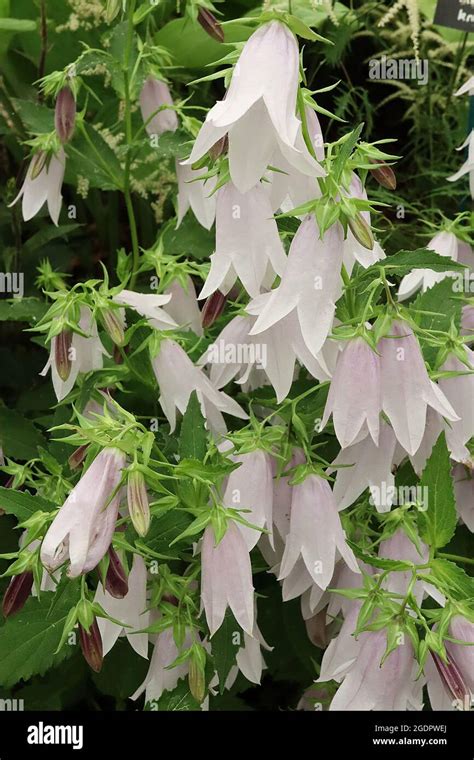 Campanula ‘iridescent Bells Bellflower Iridescent Bells Pendulous