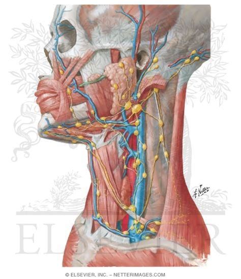 Lymph Vessels And Nodes Of Head And Neck Lymphatic Drainage Of Mouth