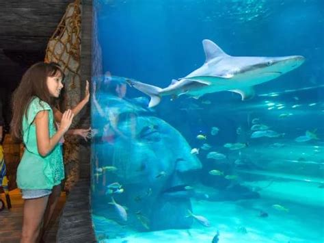 Sea Life Orlando Tickets Attractions