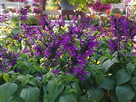 Salvia Rockin Purple Annual Salvia Bloom Flower Shop