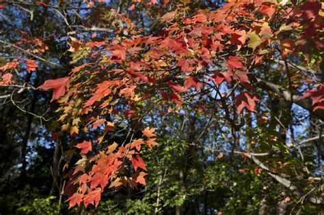 Bright Red Leaves On Branches Of A Maple Tree Clippix Etc