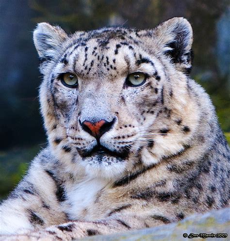 Snow Leopard Full Face Flickr Photo Sharing