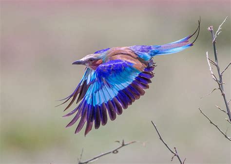Wildly Successful The Lilac Breasted Roller Greenwich Sentinel