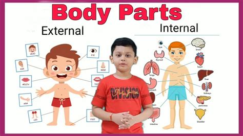 Body Parts EVS Chapter External Organ And Internal Organ Sense Organ YouTube
