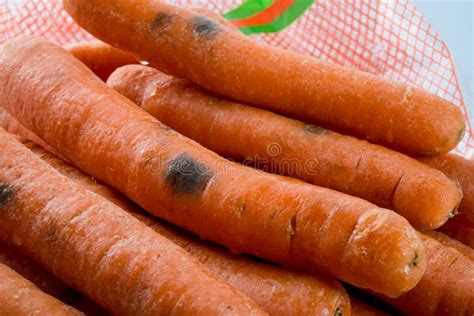 Rotten Carrots Spoiled Moldy Vegetable Waste Wasted Food In Close Up