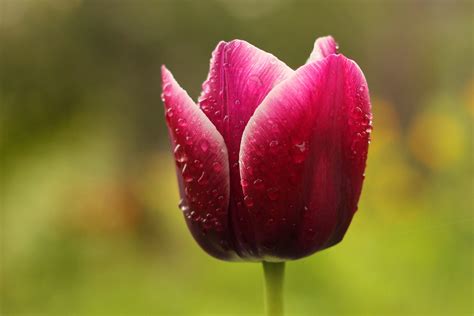Tulip Rain Water Drops Flower Beautiful Tender
