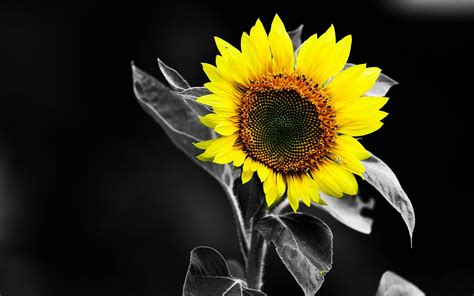 4k wallpapers of sunflower, black background, yellow flower, 5k, flowers, #2299 for free download. Sunflower Wallpaper Desktop (67+ pictures)