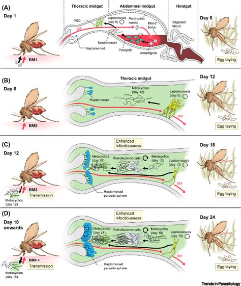 Leishmania Development Throughout The Life Span Of A Sand Fly Vector Download Scientific Diagram