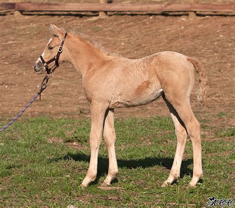 Palomino Filly Color Genetics