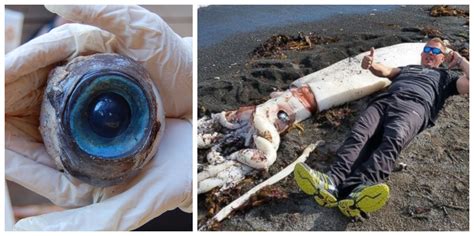 20 Images Of The Most Strangest Things That Have Washed Ashore