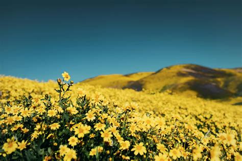 Yellow Flower Field · Free Stock Photo
