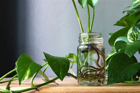 Rooting Growing And Propagating Pothos In Water Happysprout