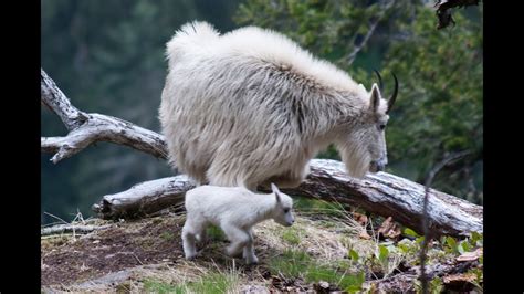Day Old Baby Mountain Goat Mt Baker National Forest 622013 Youtube