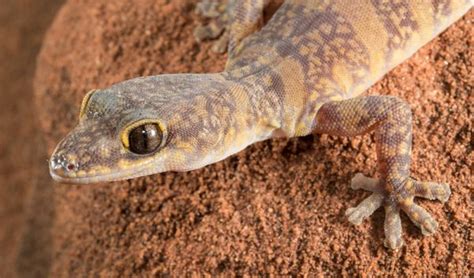 Colourful Ancient Gecko Discovered In Australian Desert Australian