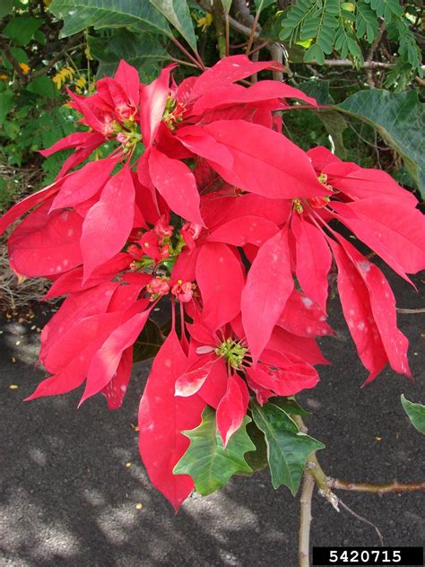 Poinsettia care should begin immediately. poinsettia, Euphorbia pulcherrima (Euphorbiales ...