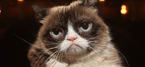 Grumpy Cat The Face Of Countless Memes Has Passed Away Were Going To