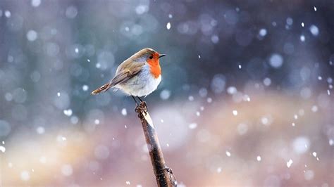 Birds In Winter Wallpapers High Quality Download Free