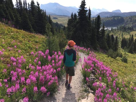 Family Adventures in the Canadian Rockies: Sunshine Village in Summer 