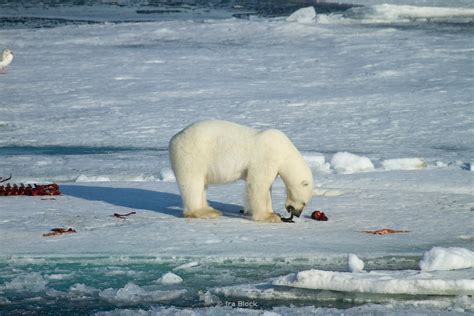 Ira Block Photography A Polar Bear Feeding On A Hearded Seal Carcass Around Northeastern Svalbard