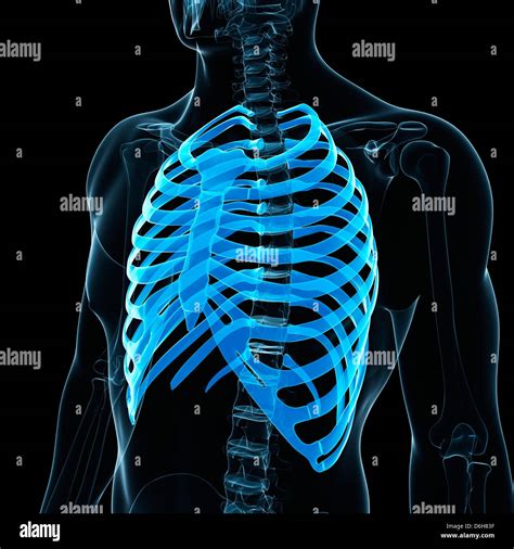 Three Ribs Hi Res Stock Photography And Images Alamy