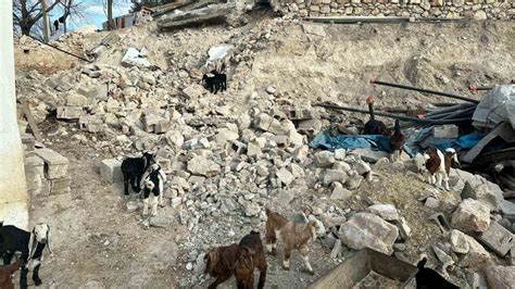 Depremde telef olan küçükbaş hayvanların bedelsiz dağıtımı tamamlandı