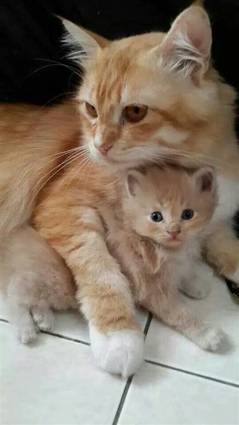Mama And Baby Cute Kittens Photo 41536231 Fanpop
