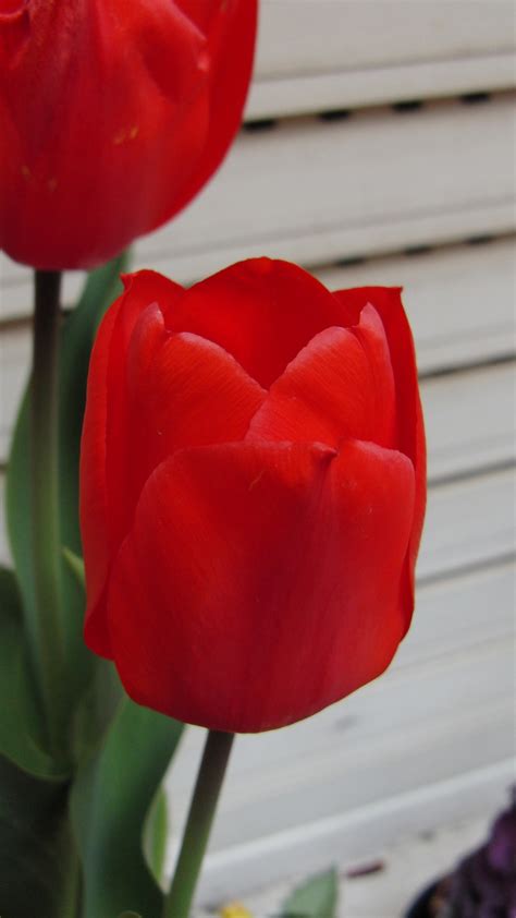 Free Images Flower Petal Tulip Red Macro Photography Flowering