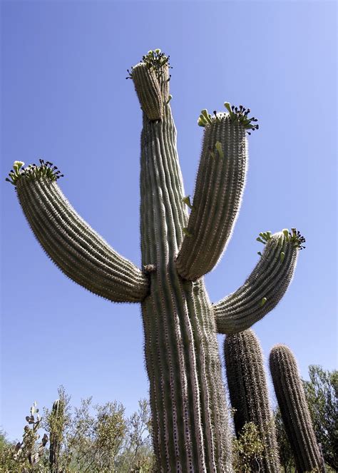 Big Cactus Desert · Free Photo On Pixabay