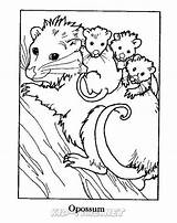 Opossum Sheets Kidsfunplace sketch template