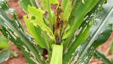 Fall Armyworm Priority Pest Insects And Mites Pest Insects And