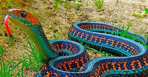 About two weeks before it is ready to shed, the snake stops eating and its skin turns dull as a fluid begins to separate the old skin from the new. Deadliest Snakes: The Most Dangerous Ever Found on the Planet