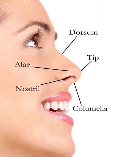 Nose Parts Bones And Cartilages Nerve Supply