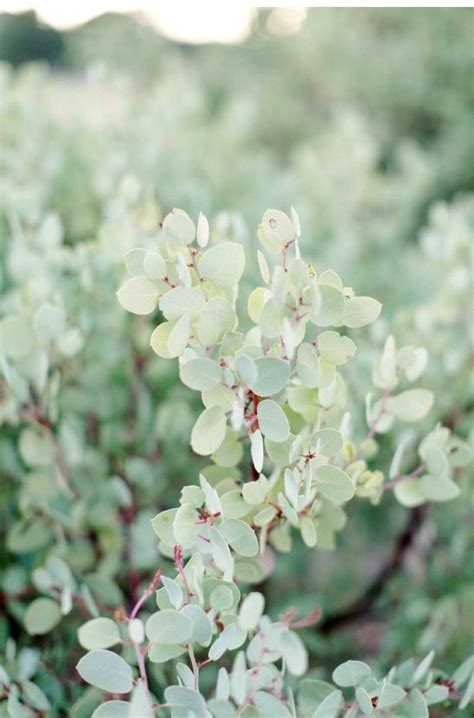 No special floral spray paint required. 233 best Mint Green images on Pinterest | Mint green ...
