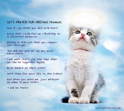 Cat Loss Quotes And Poetry Quotesgram